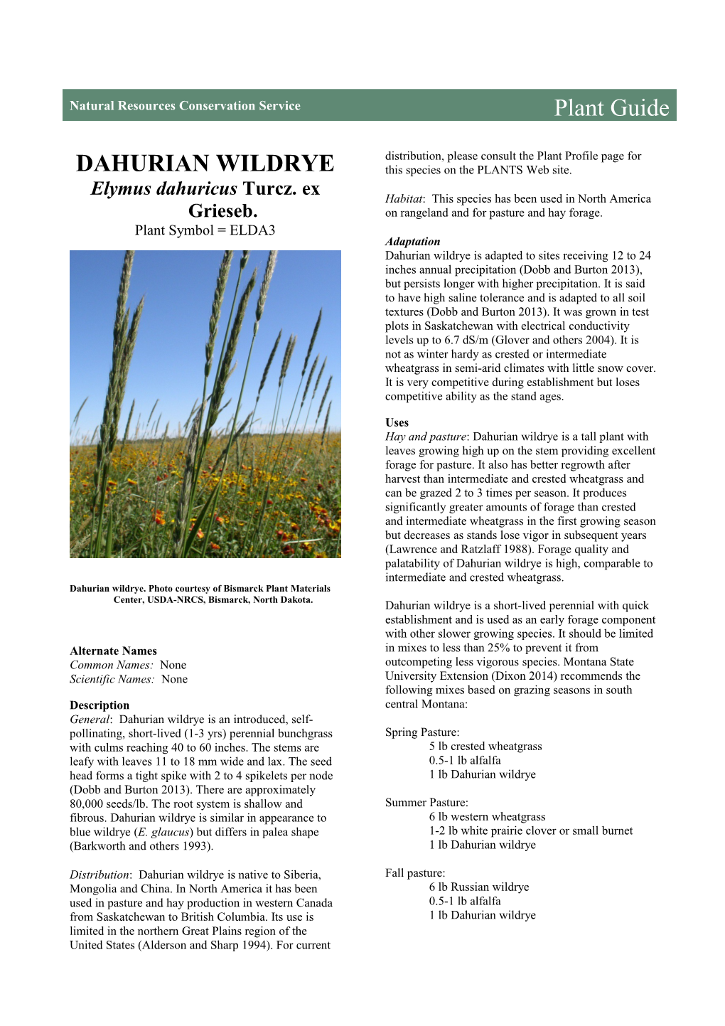 Dahurian Wildrye (Elymus Dahuricus) Plant Guide