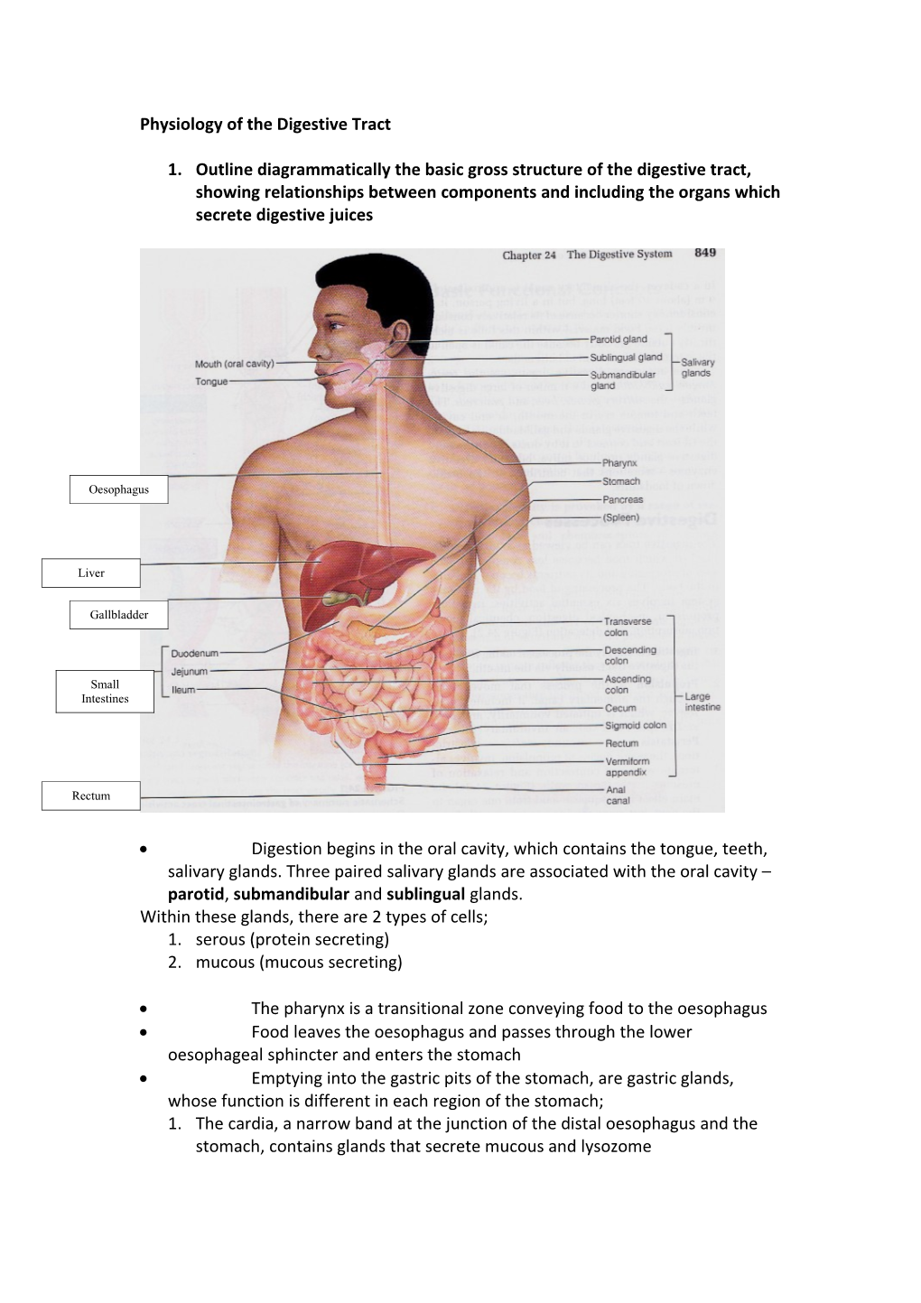 Physiology of the Digestive Tract