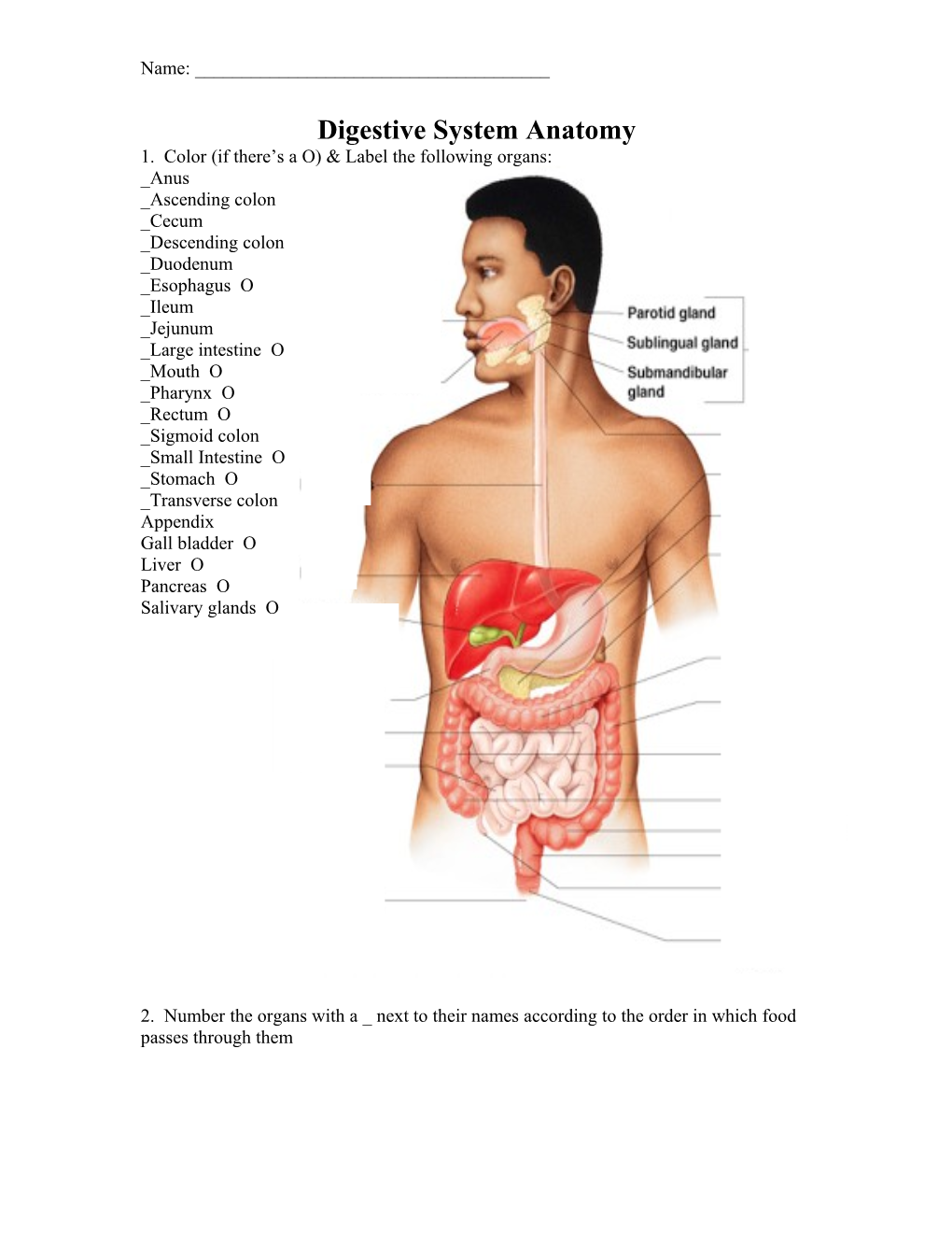 Digestive System Anatomy