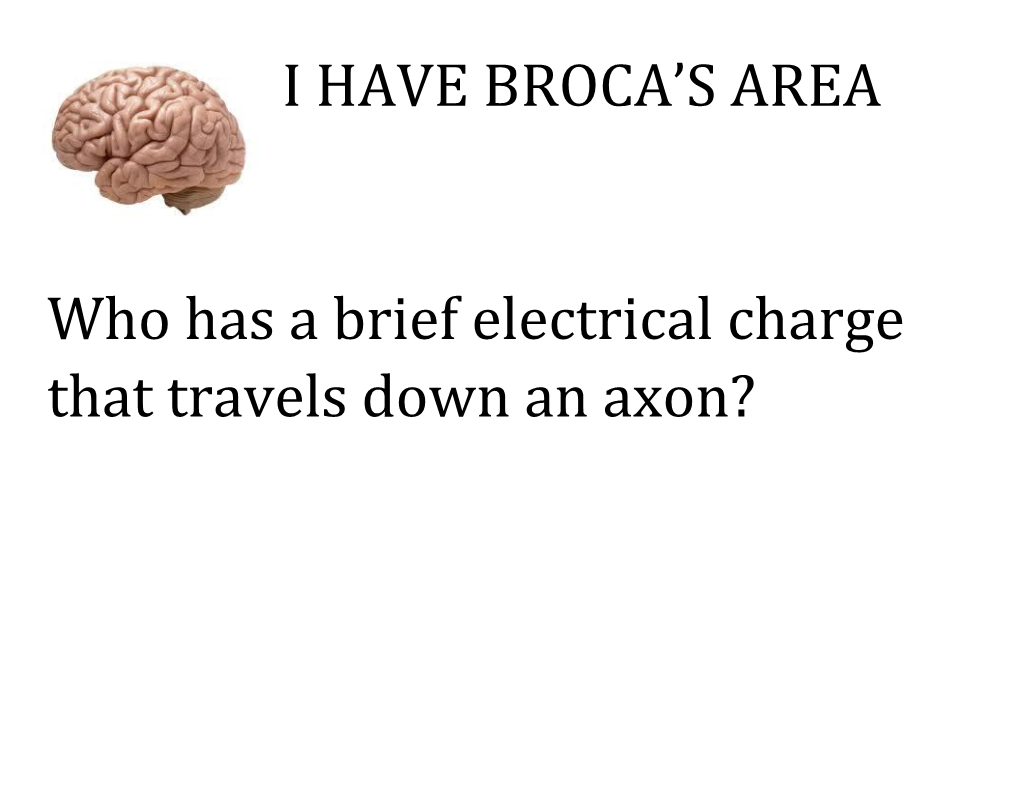 Who Has a Brief Electrical Charge That Travels Down an Axon?