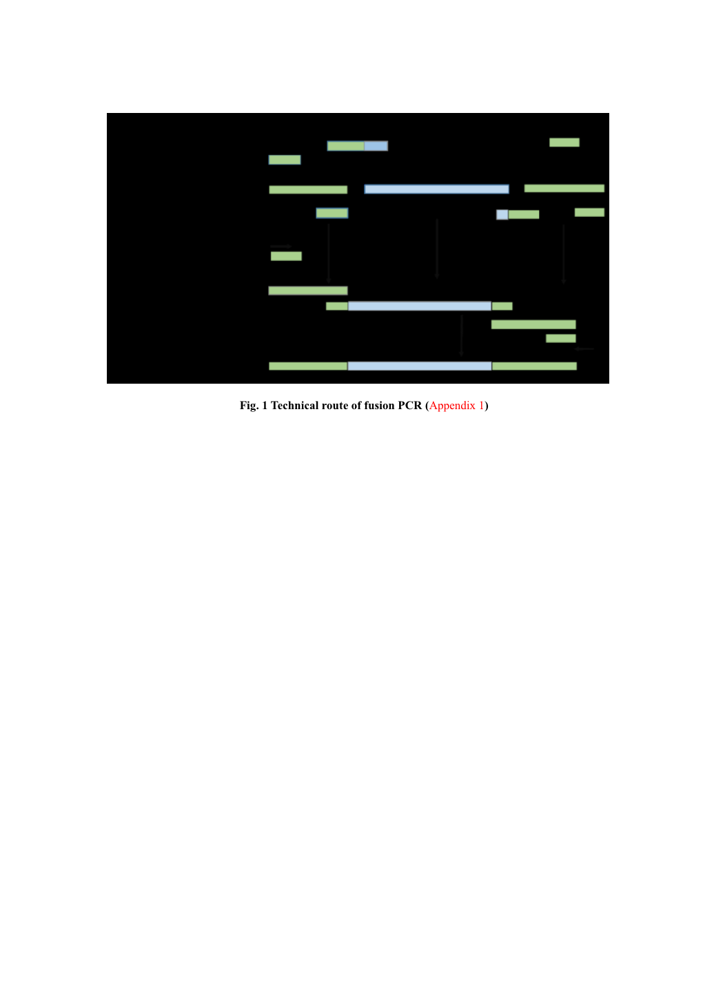 Fig.1Technical Route of Fusion PCR (Appendix 1)