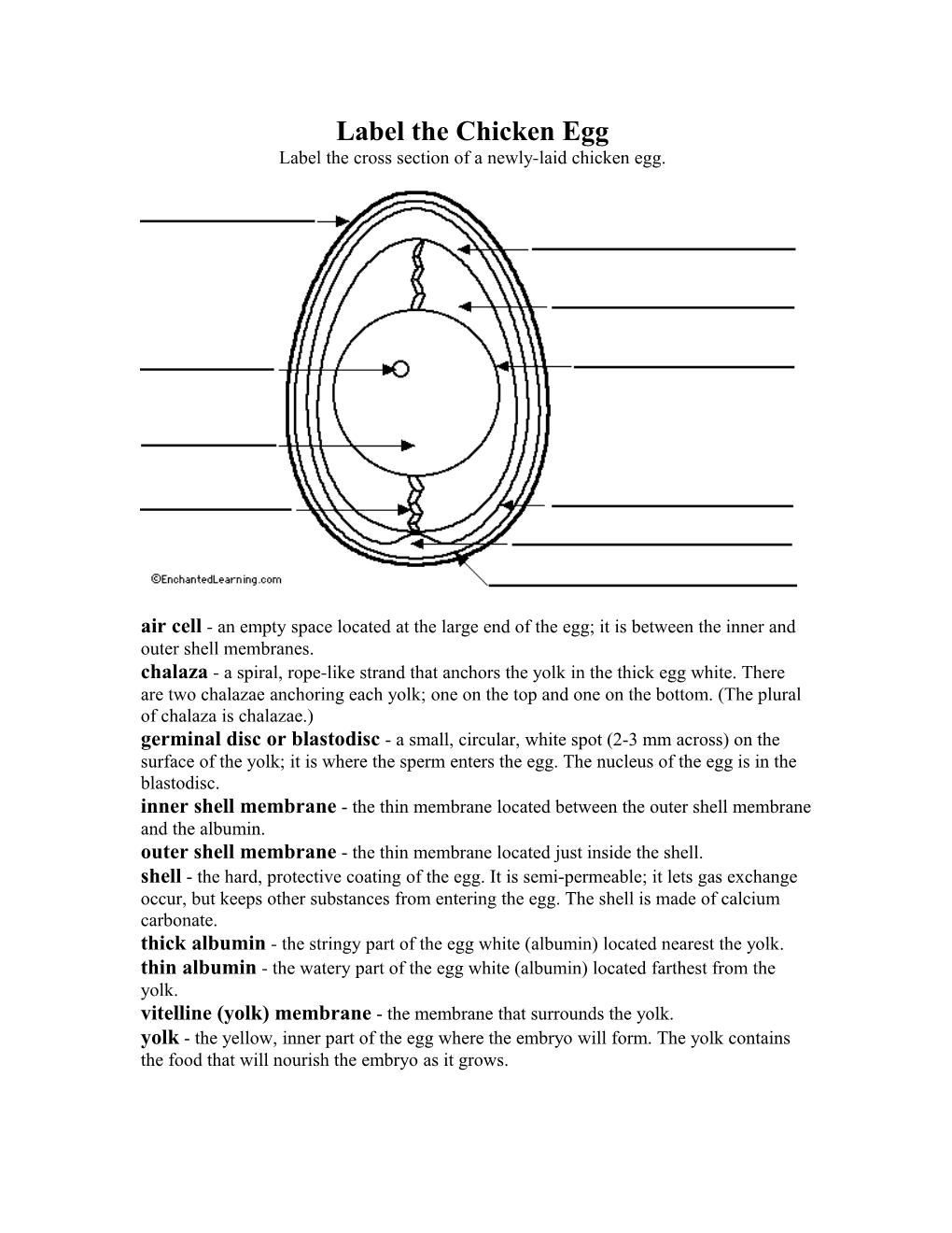 Label the Chicken Egg