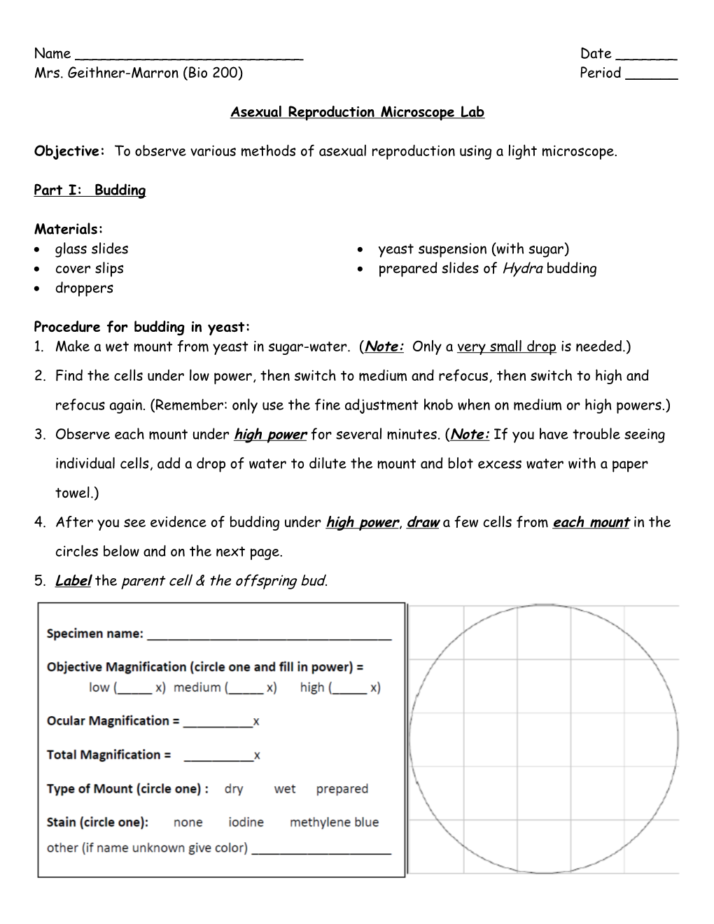 Asexual Reproduction Microscope Lab