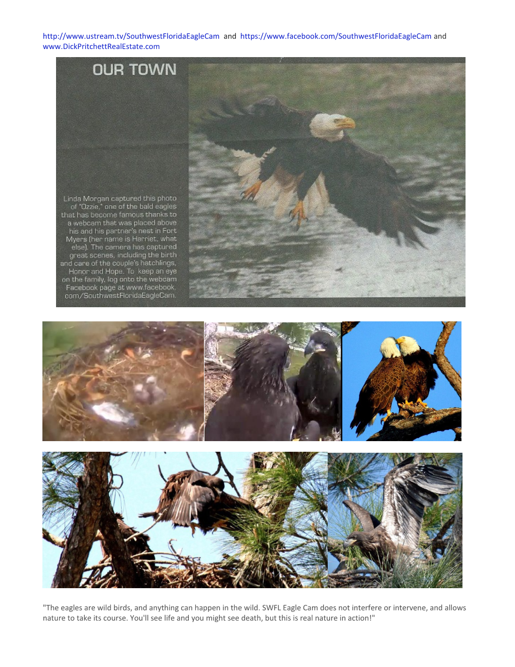 The Eagles Are Wild Birds, and Anything Can Happen in the Wild. SWFL Eagle Cam Does Not