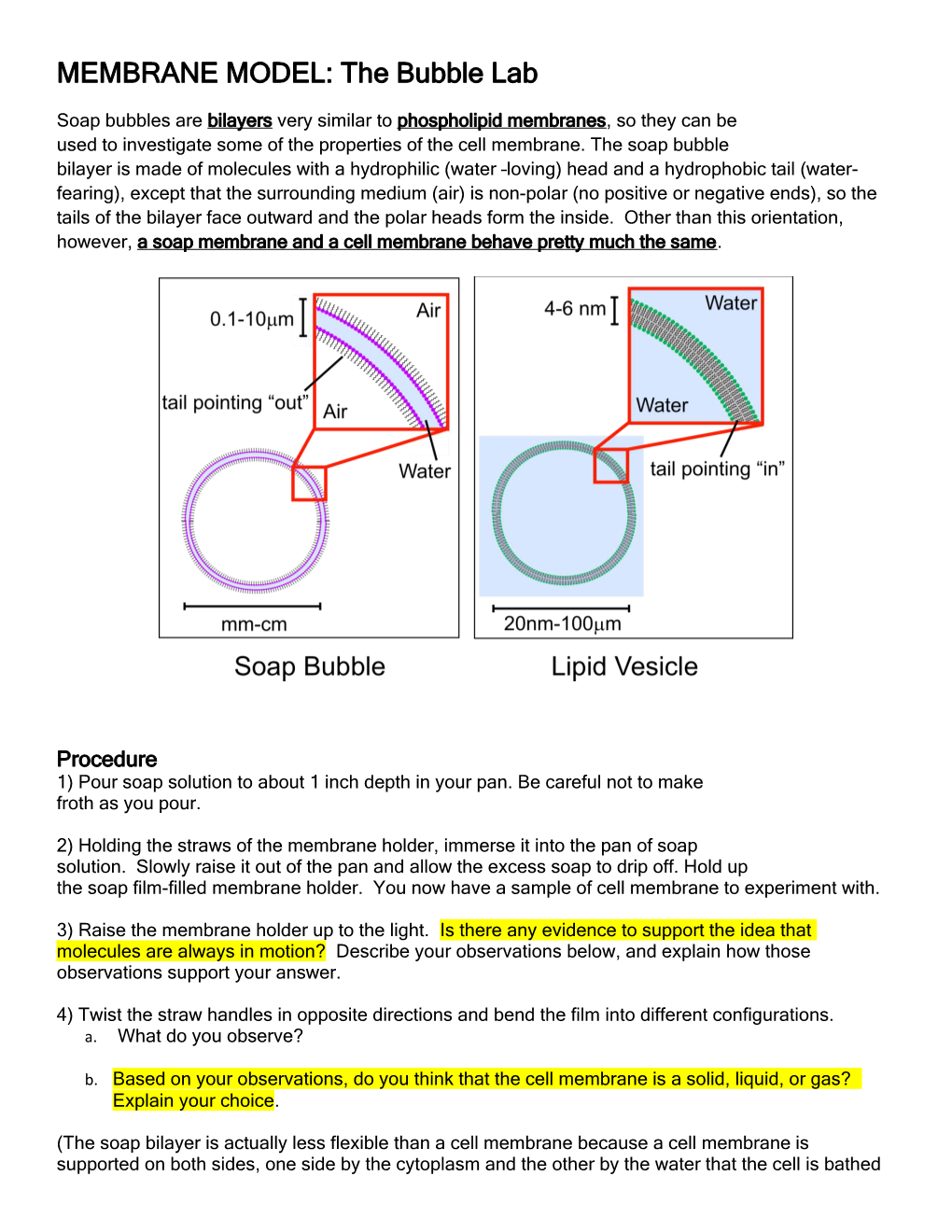 MEMBRANE MODEL: the Bubble Lab