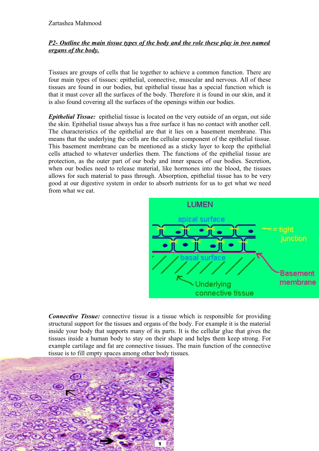 P2- Outline the Main Tissue Types of the Body and the Role These Play in Two Named Organs