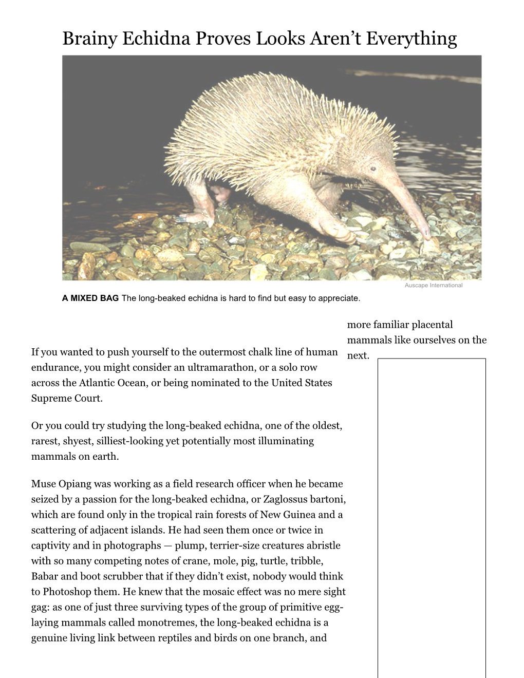 Brainy Echidna Proves Looks Aren T Everything