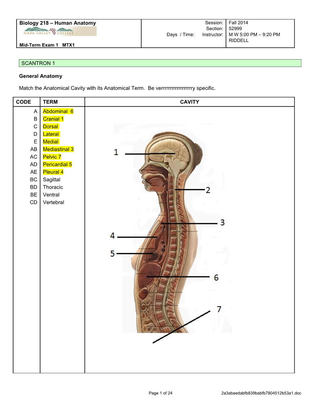 Match the Anatomical Cavity with Its Anatomical Term. Be Verrrrrrrrrrrrrrrrrry Specific