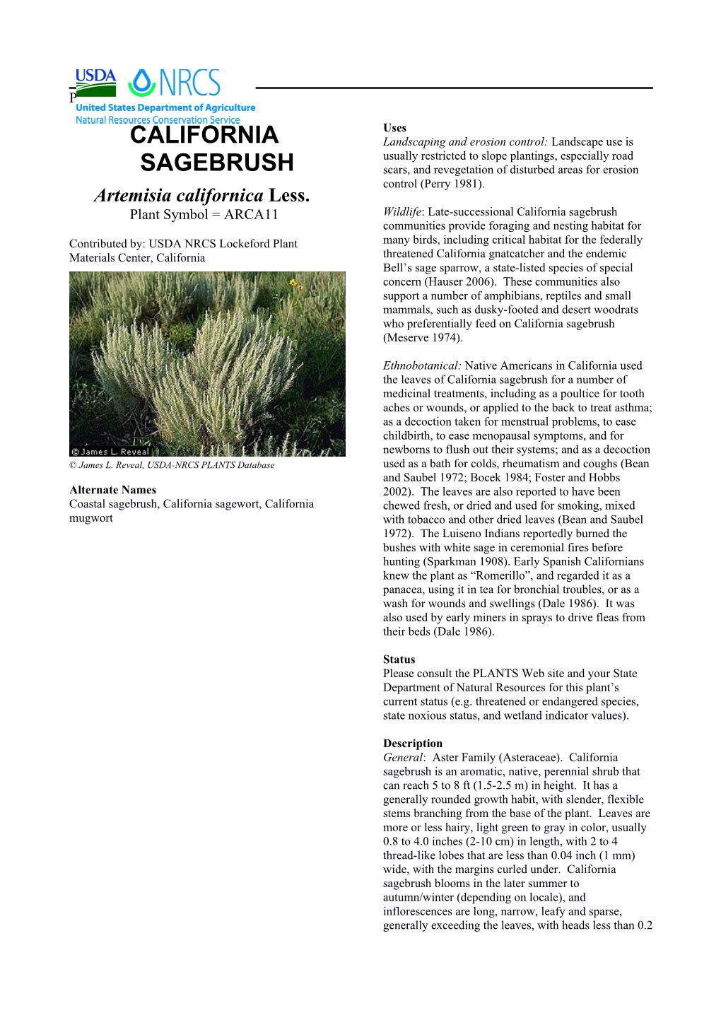 California Sagebrush (Artemisia Californica) Plant Guide