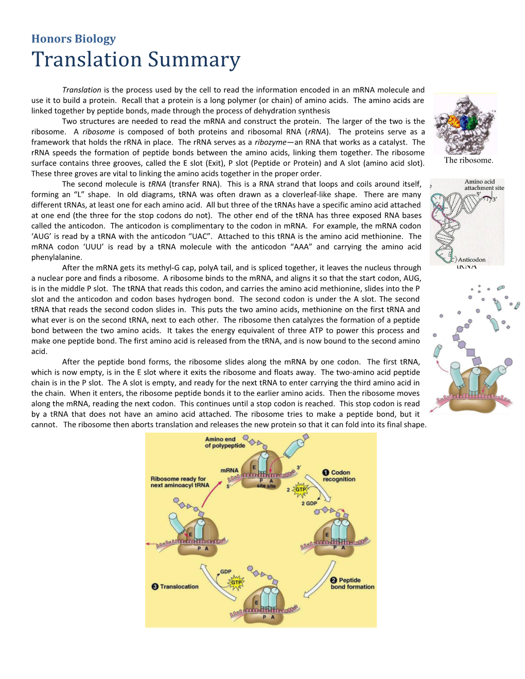 Honors Biology s1