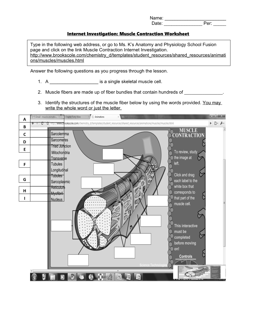 Internet Investigation: Muscle Contraction Worksheet