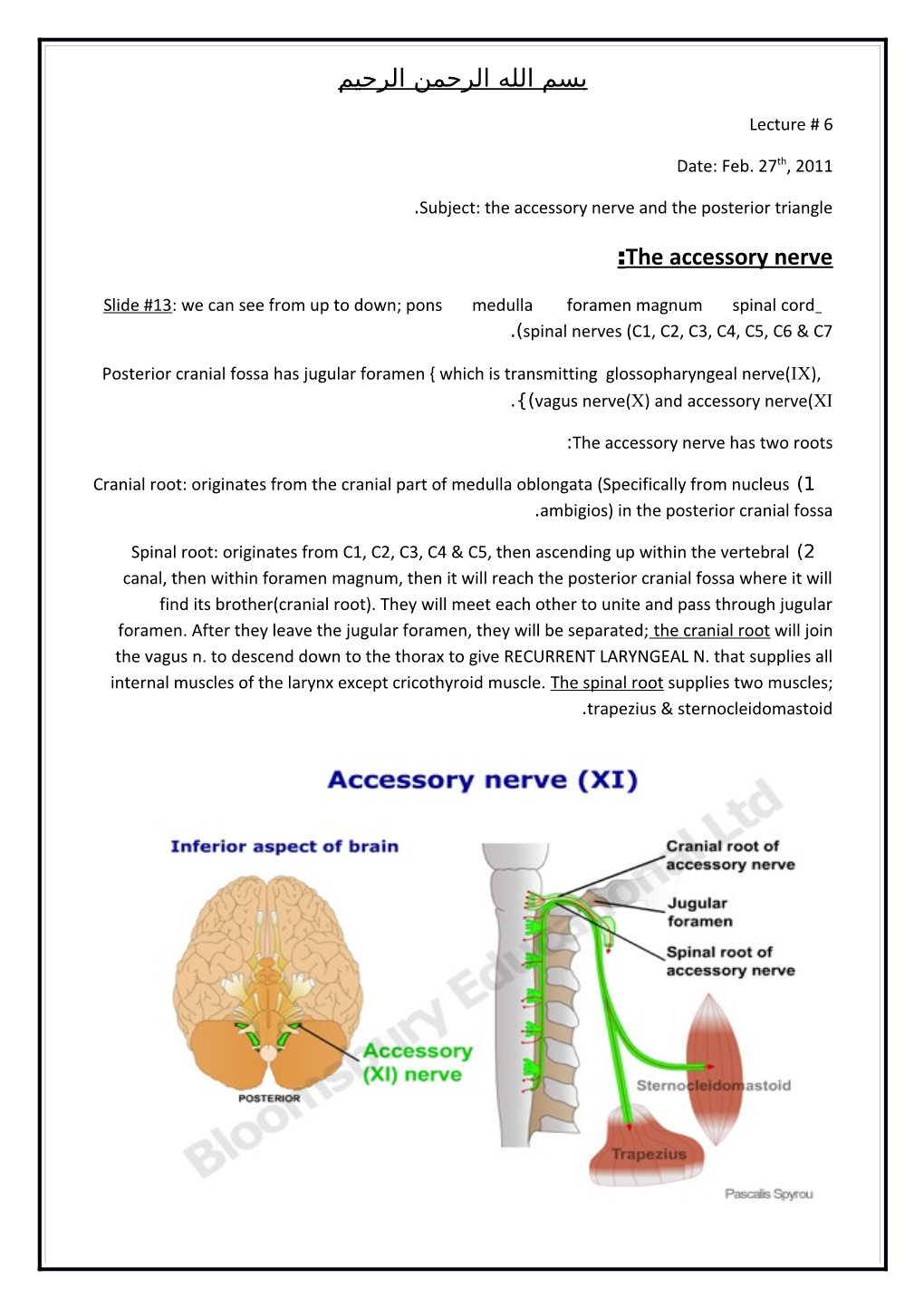 Subject: the Accessory Nerve and the Posterior Triangle