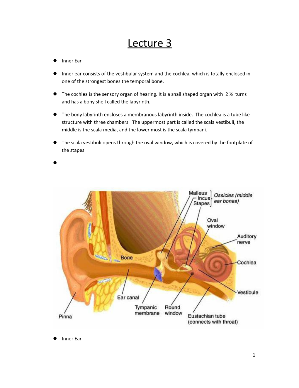 Inner Ear Consists of the Vestibular System and the Cochlea, Which Is Totally Enclosed