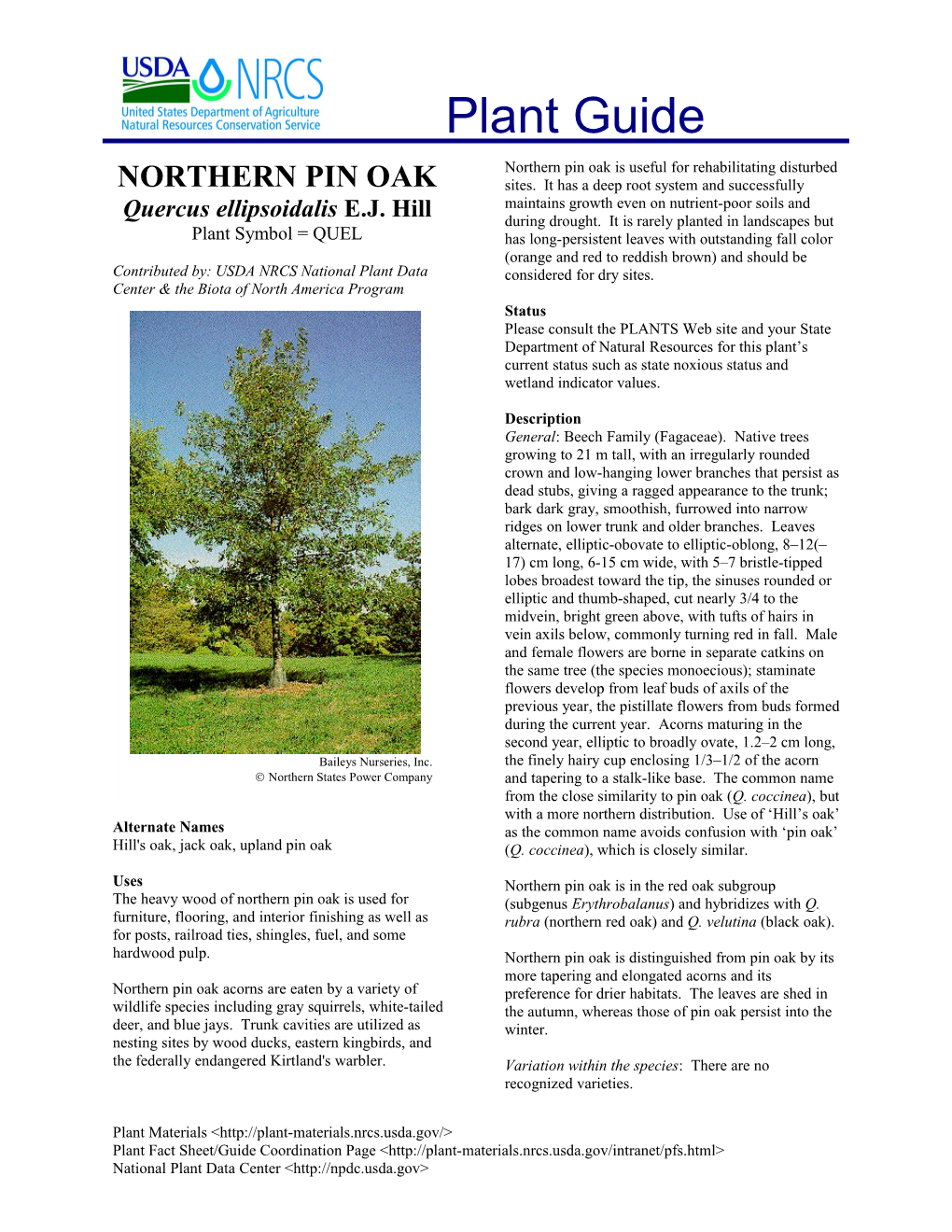 Northern Pin Oak