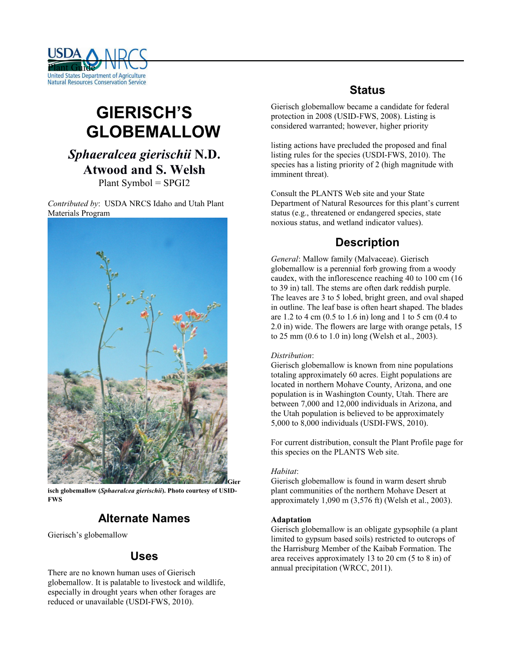 Plant Guide for Gierisch's Globemallow (Sphaeralcea Gierischii)