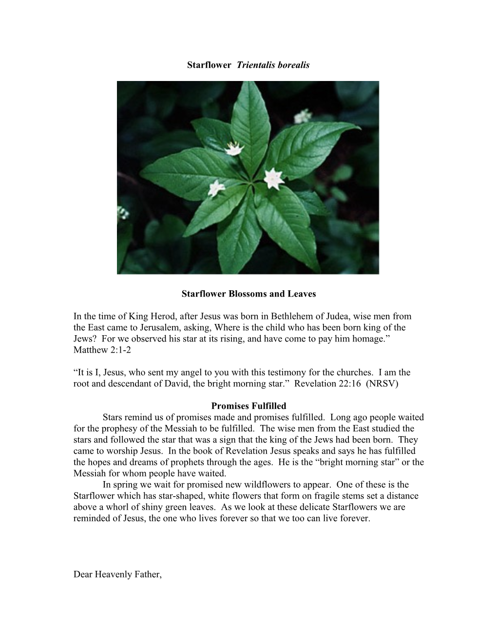 Starflower Trientalis Borealis