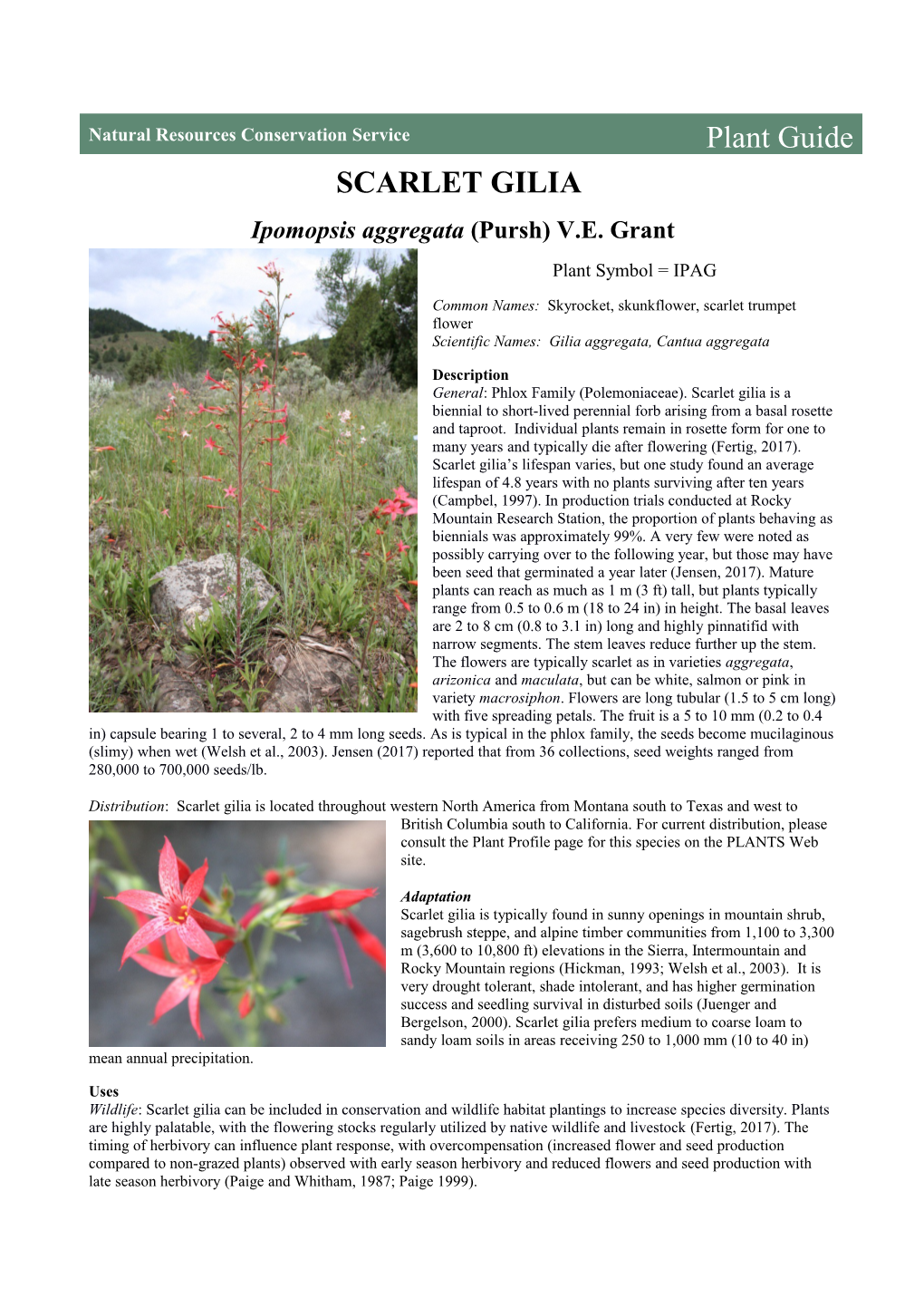 Plant Guide for Scarlet Gilia (Ipomopsis Aggregata)