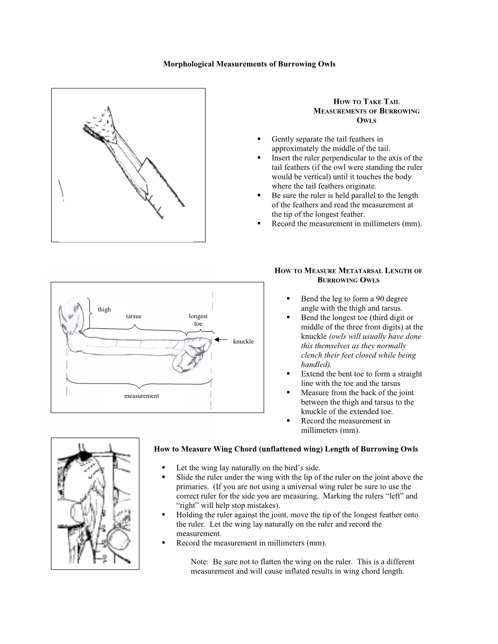 Morphological Measurements of Burrowing Owls