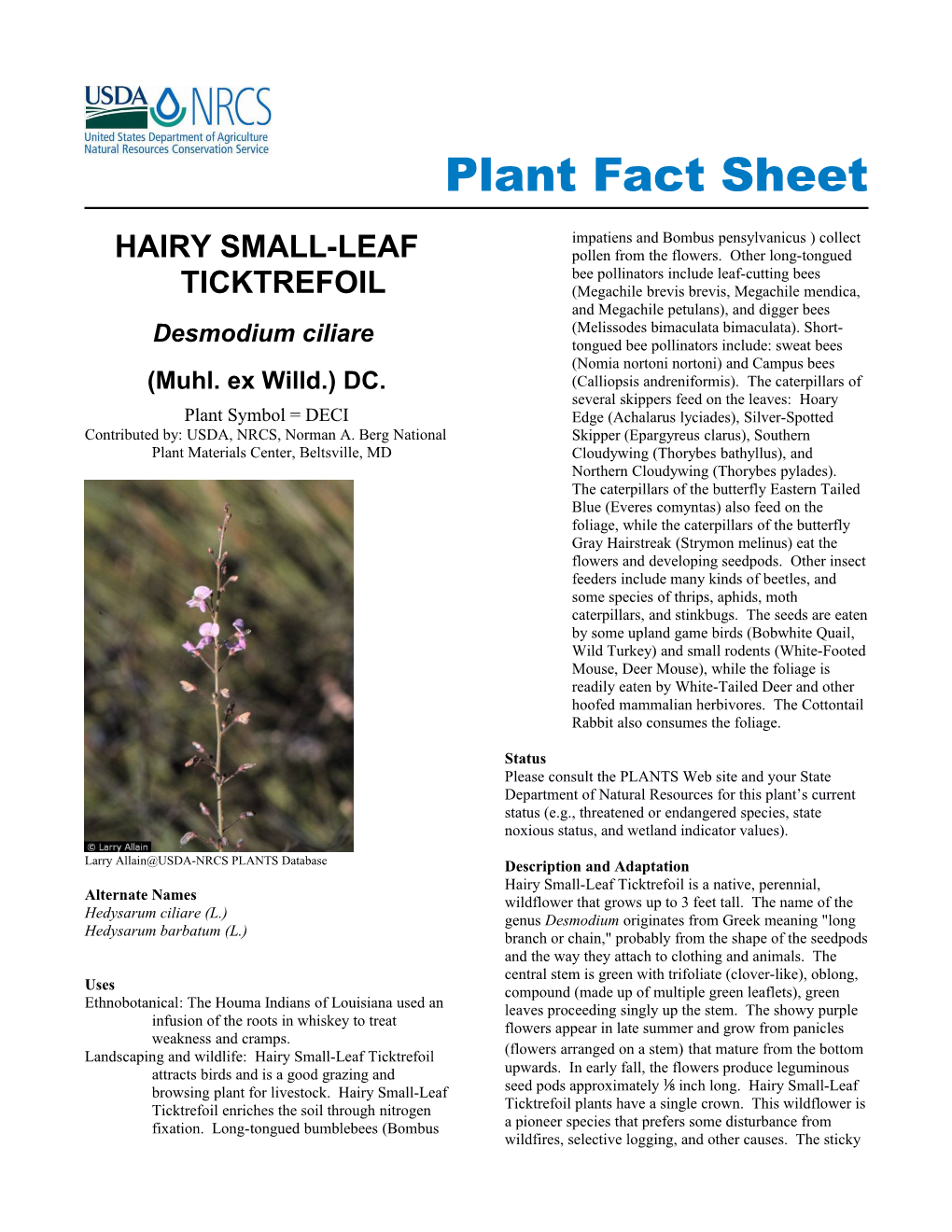 Hairy Small Leaf Ticktrefoil (Desmodium Ciliare) Plant Fact Sheet