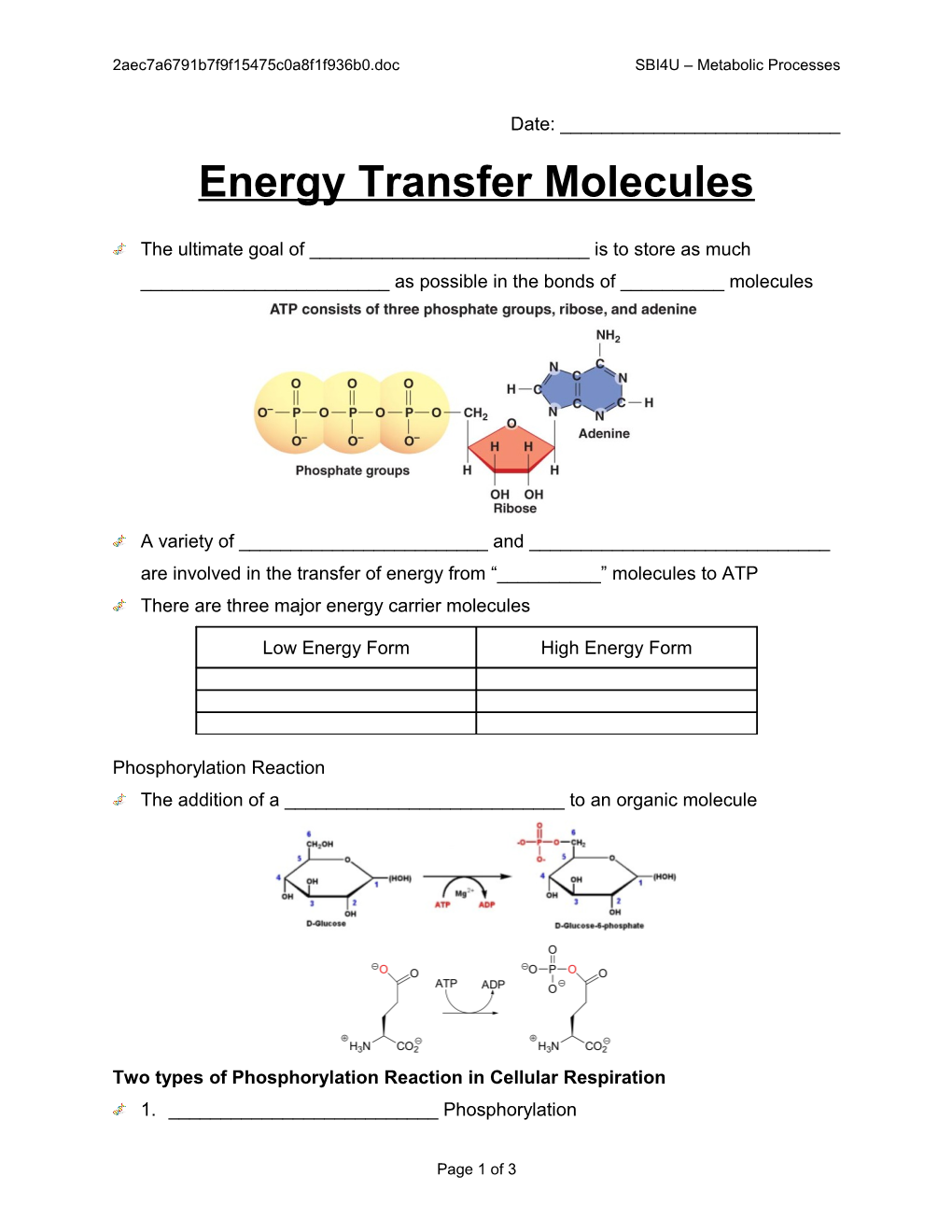 2 - Energy Transfer Molecules and Reactions SBI4U Metabolic Processes