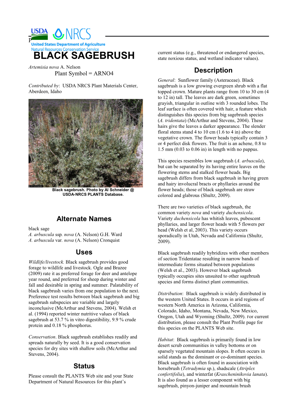 Plant Guide for Black Sagebrush (Artemisia Nova)