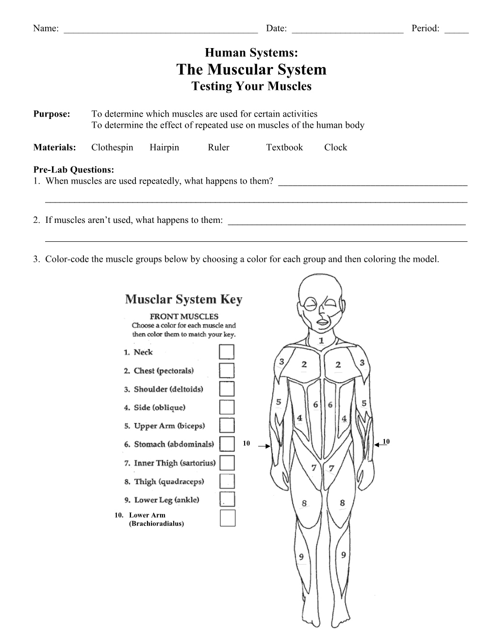 The Muscular System s1