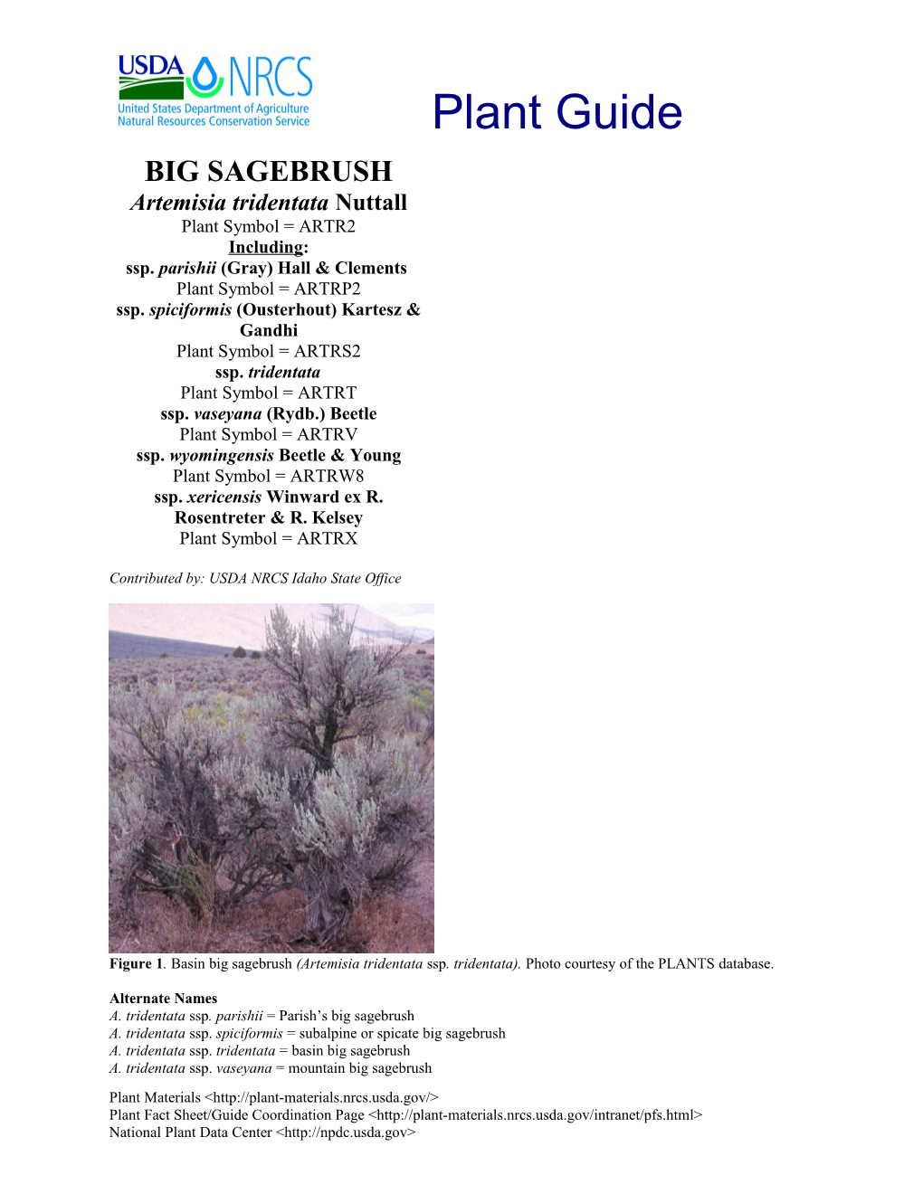 Wyoming Big Sagebrush