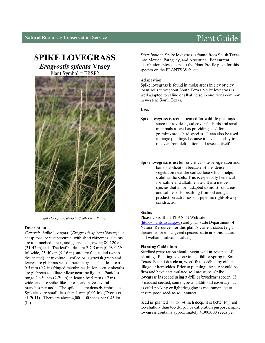 Spike Lovegrass (Eragrostis Spicata) Plant Guide