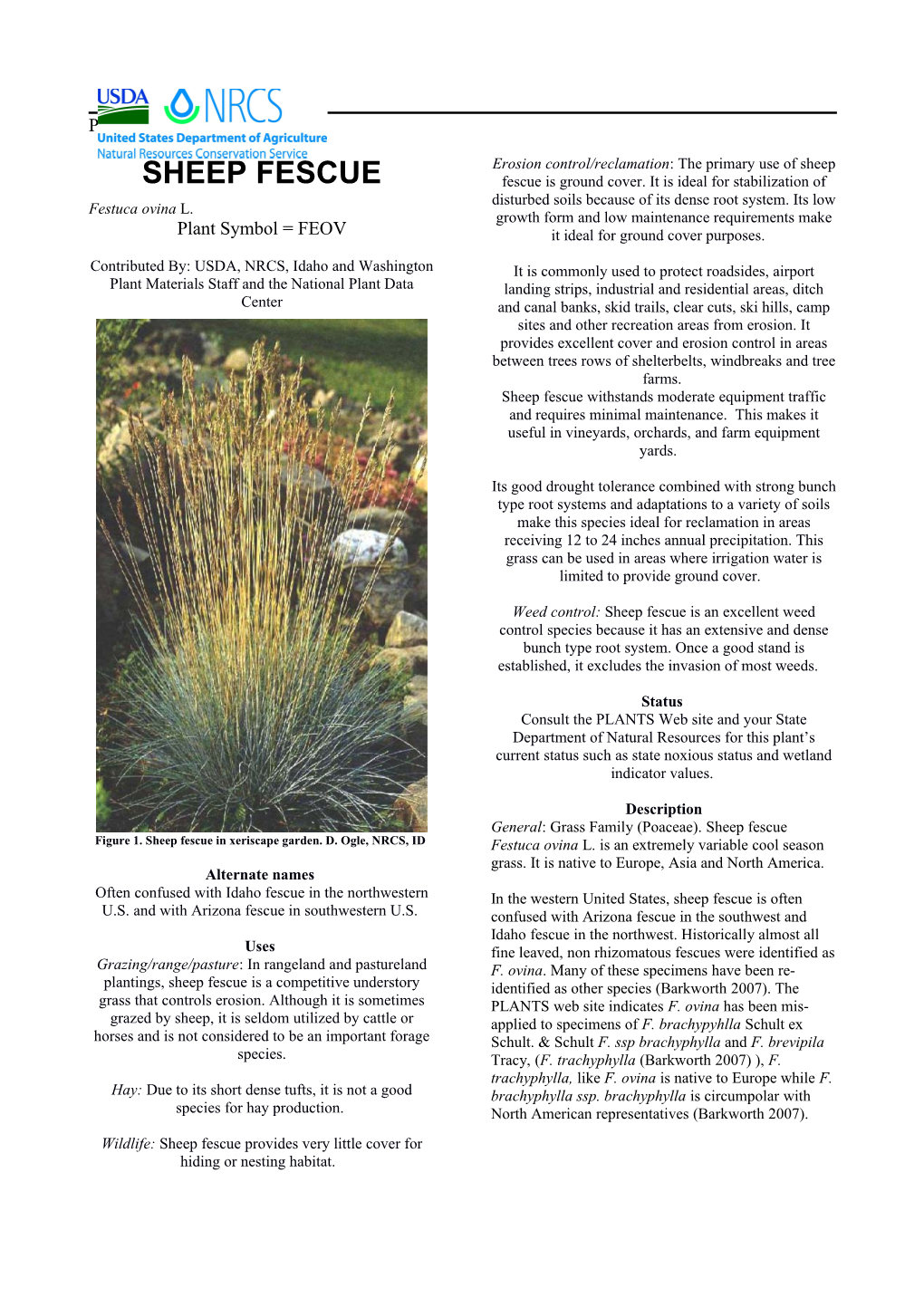 Sheep Fescue Plant Guide