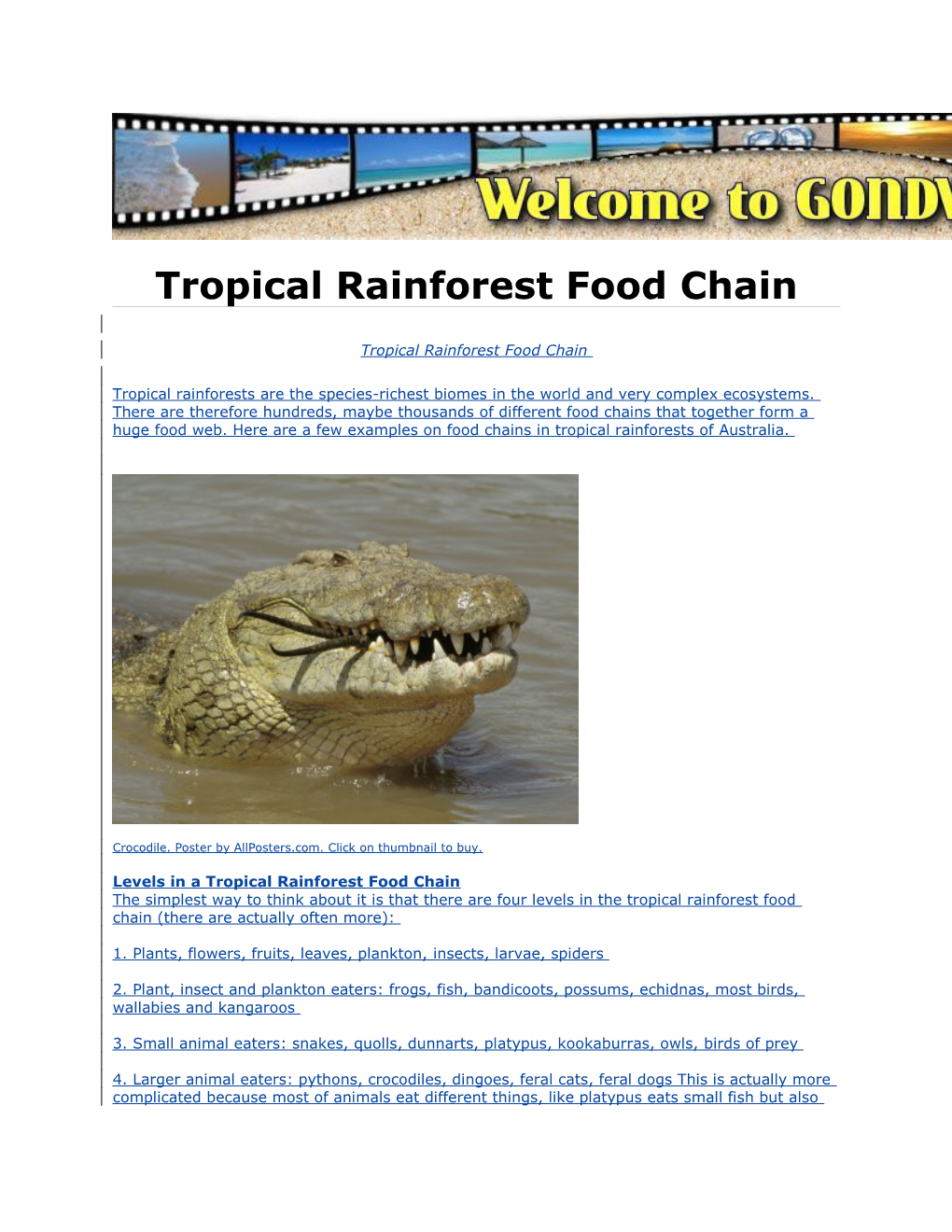 Tropical Rainforest Food Chain