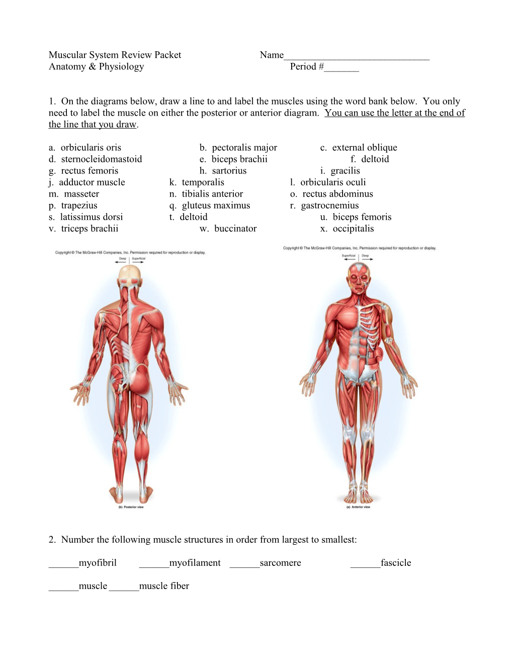 Muscular System Review Packet
