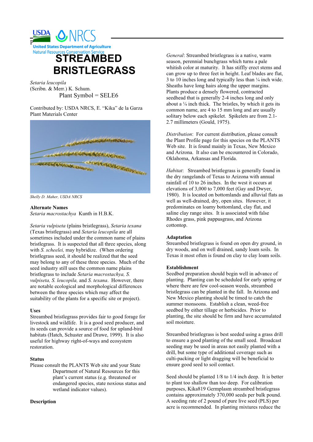 Streambed Bristlegrass Plant Guide