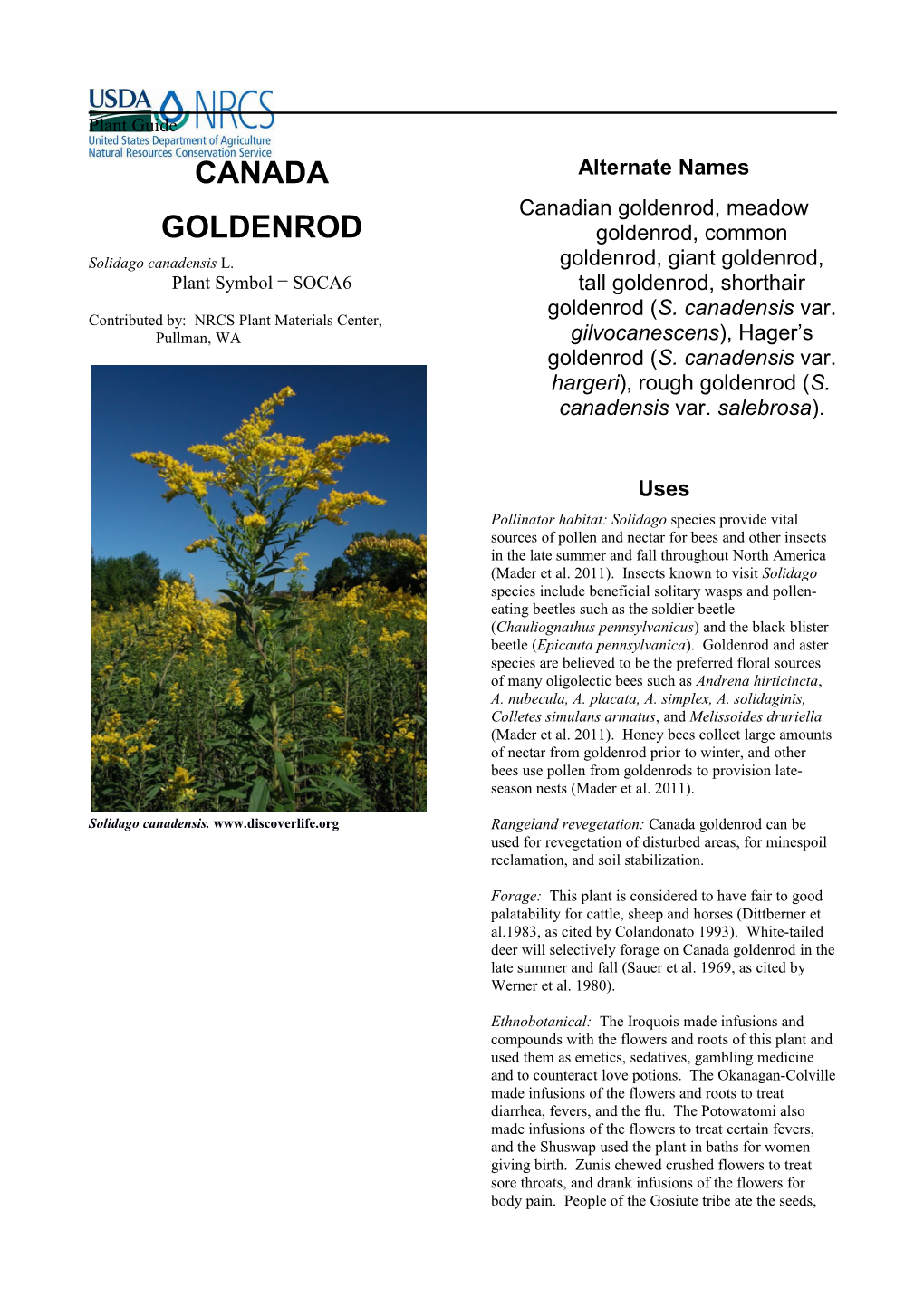 Plant Guide for Canada Goldenrod, Solidago Canadensis