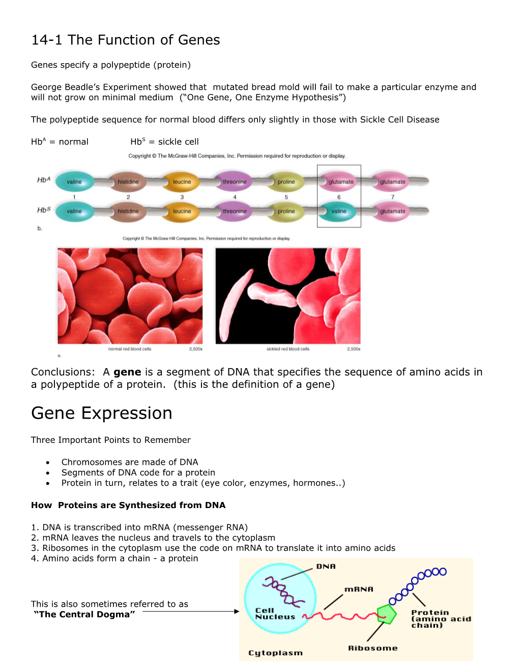 Genes Specify a Polypeptide (Protein)