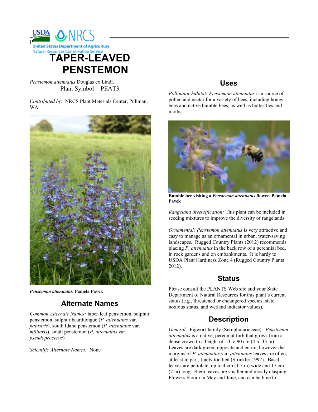 Taper-Leaved Penstemon Plant Guide