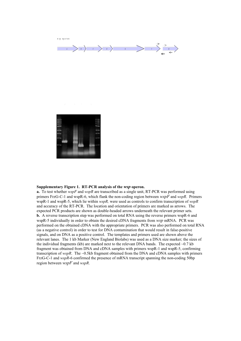 Supplementary Figure 1. RT-PCR Analysis of the Wsp Operon