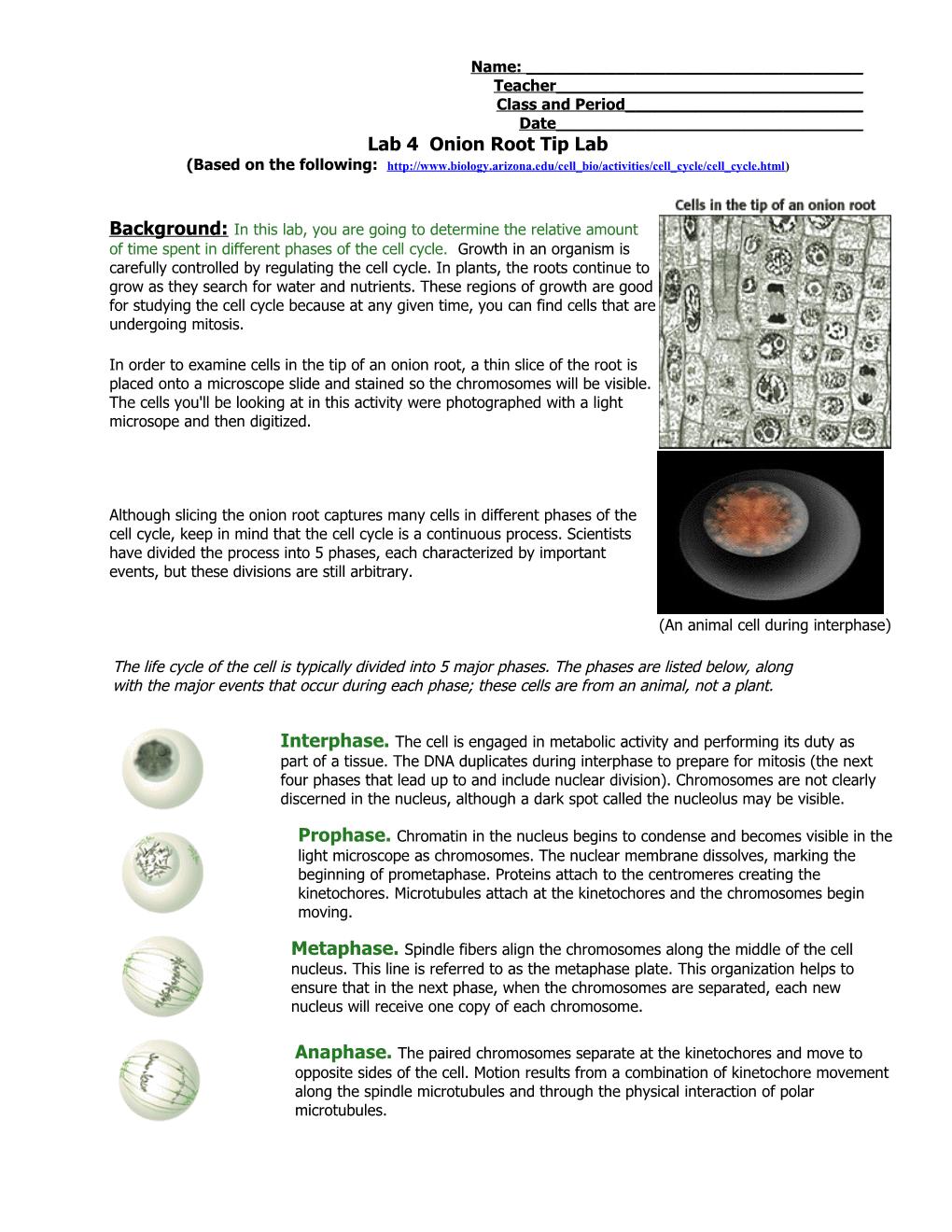 Online Onion Root Tips