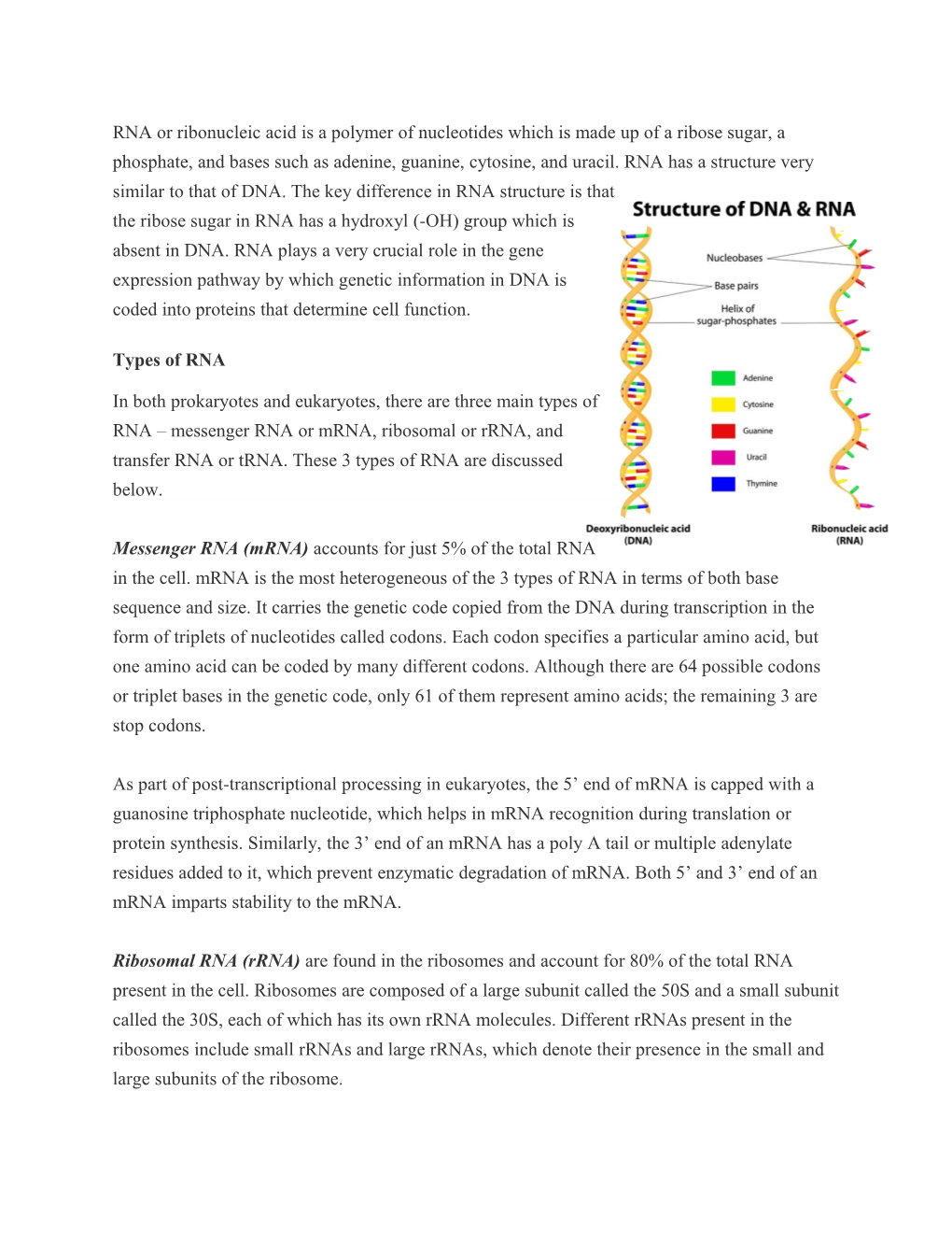 RNA Or Ribonucleic Acid Is a Polymer of Nucleotides Which Is Made up of a Ribose Sugar