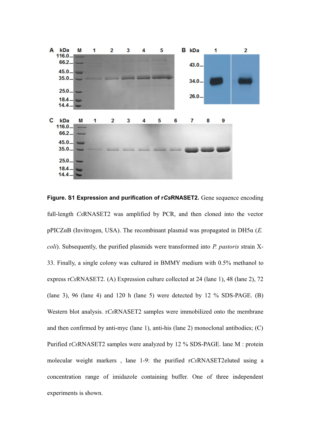 Figure. S2 Determination of Ribonuclease Activity of Rcsrnaset2. Total RNA from Mouse (A)