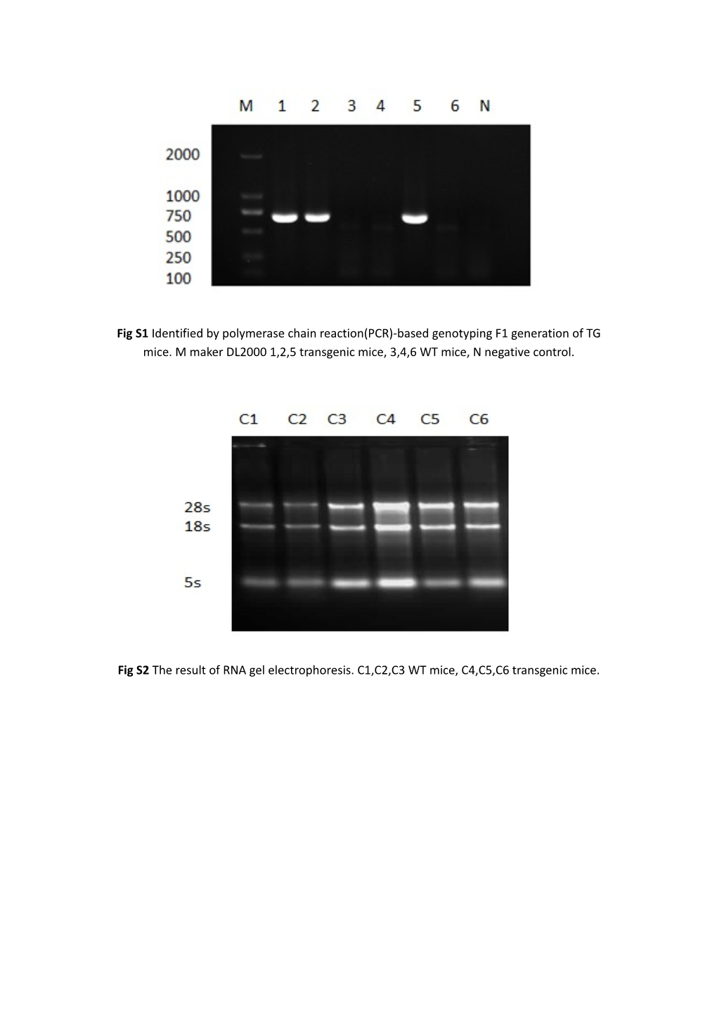 Fig S2the Result of RNA Gel Electrophoresis. C1,C2,C3 WT Mice, C4,C5,C6 Transgenic Mice