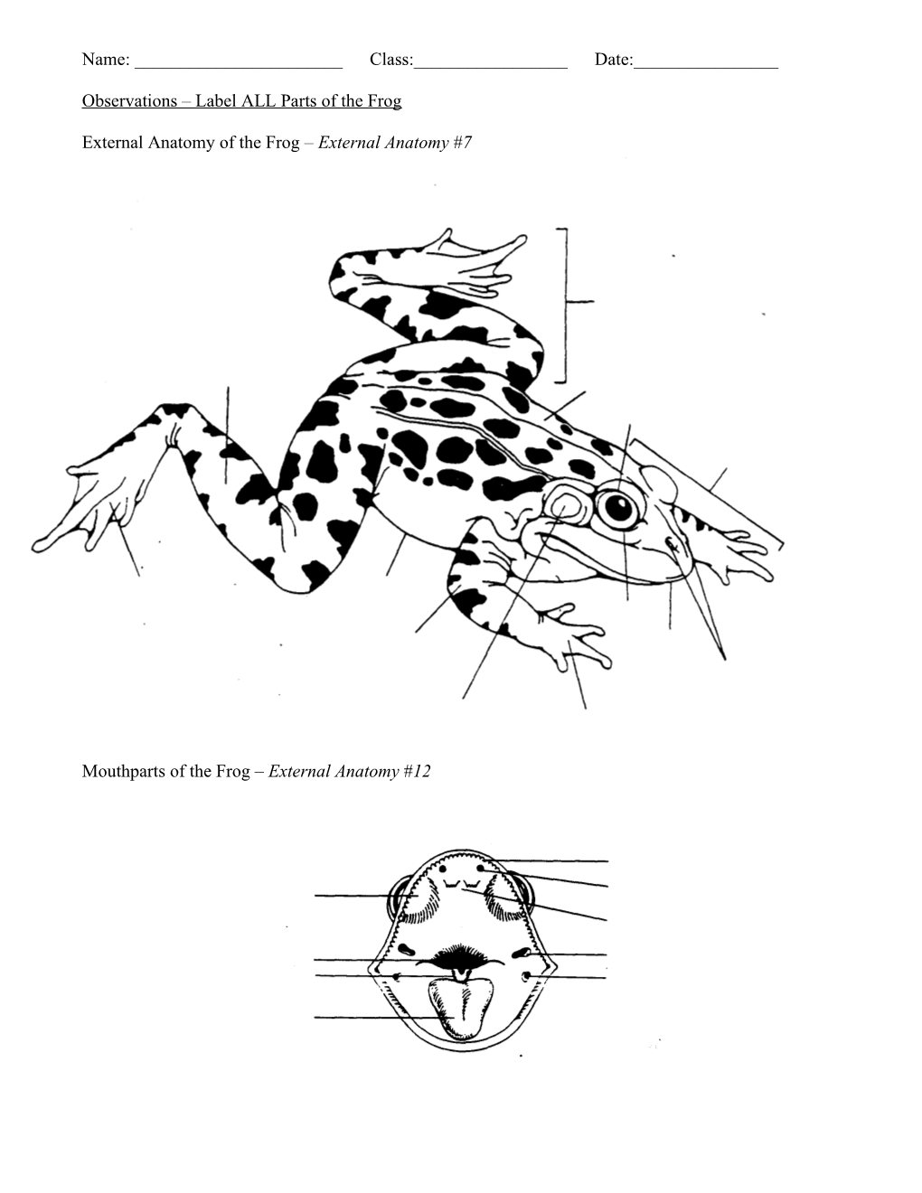 Observations Label ALL Parts of the Frog