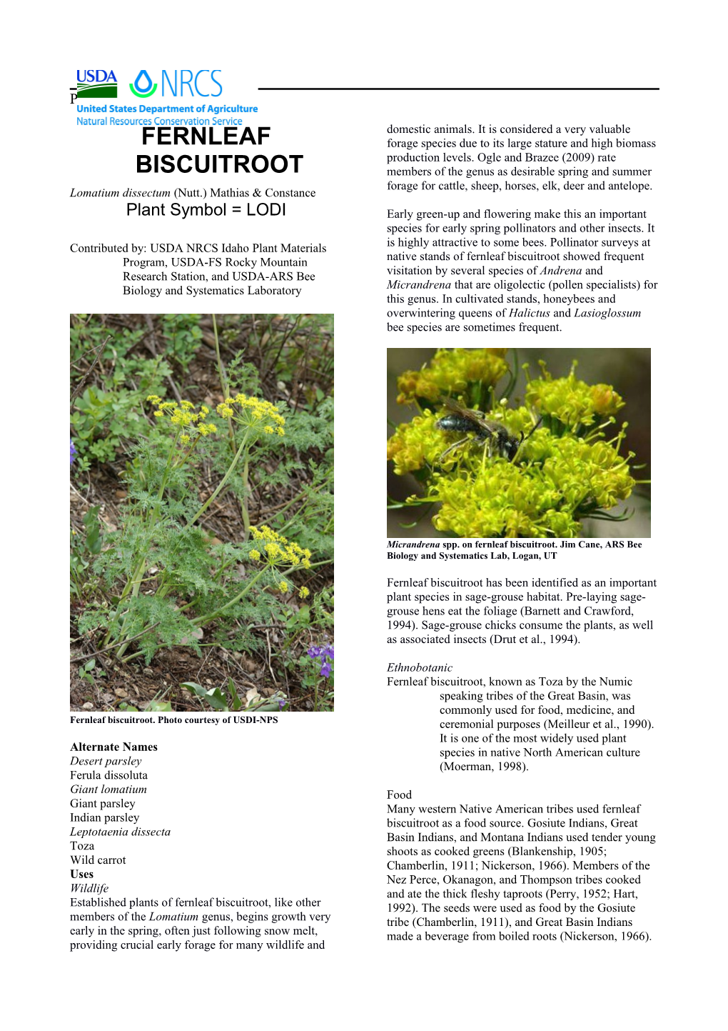 Fernleaf Biscuitroot (Lomatium Dissectum)