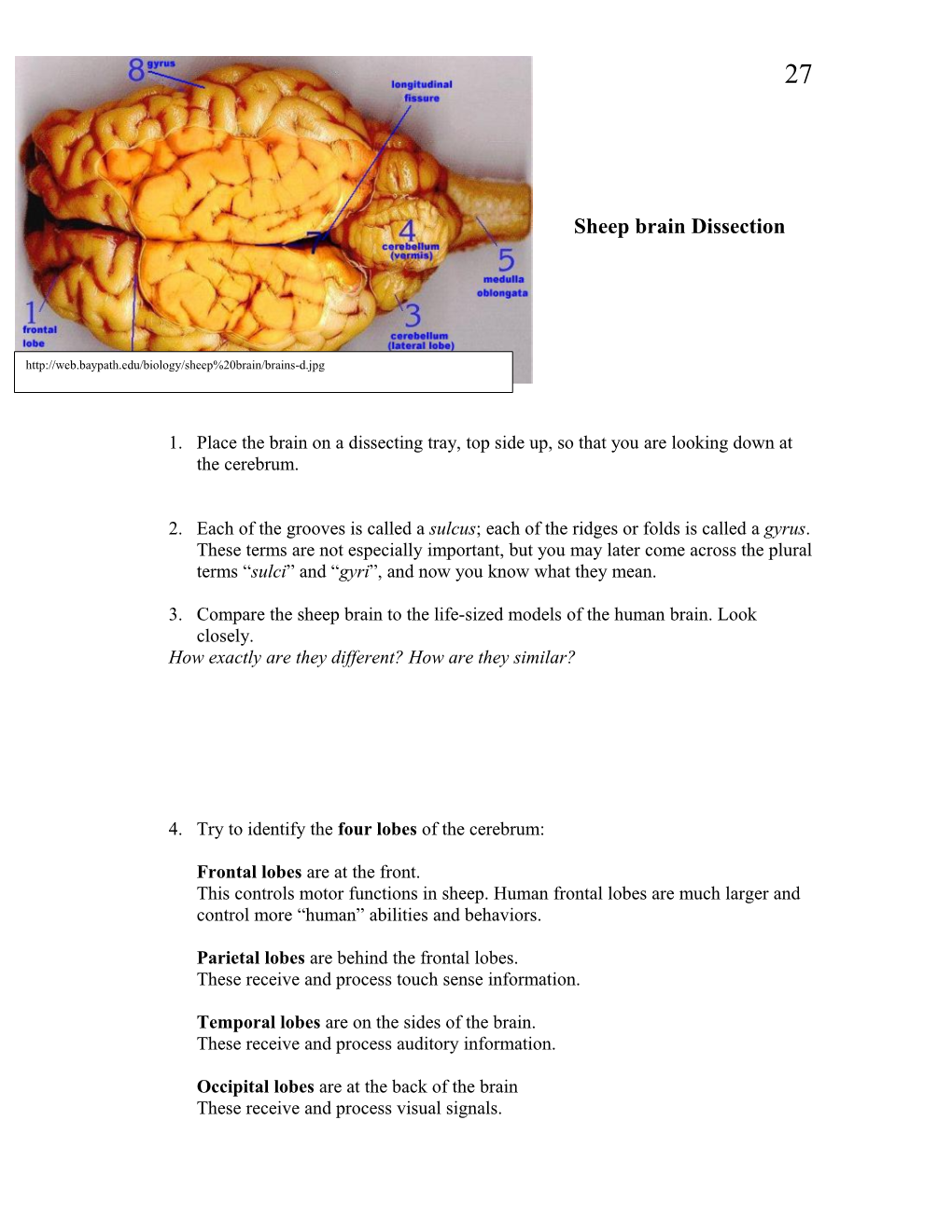 Sheep Brain Dissection s2