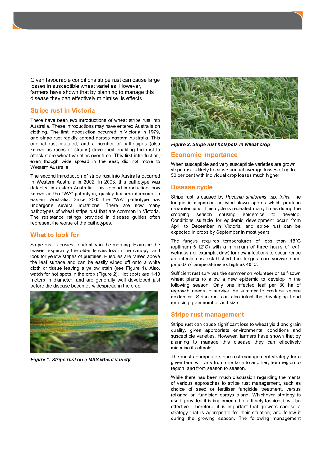 Stripe Rust in Victoria