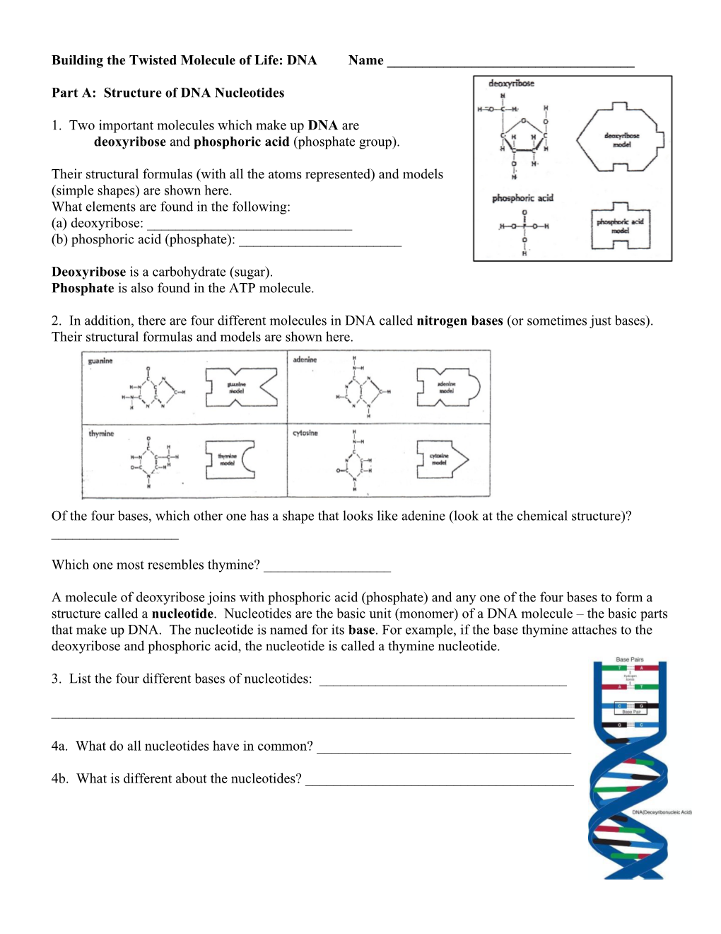 Building the Twisted Molecule of Life: DNA Name ______