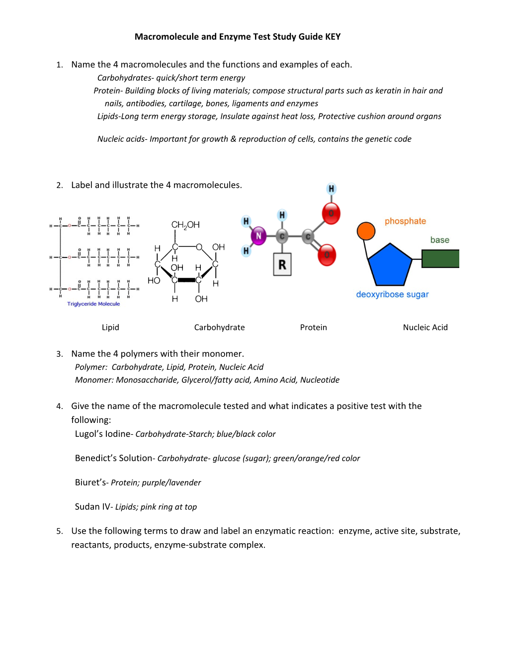 Macromolecule and Enzyme Test Study Guide KEY