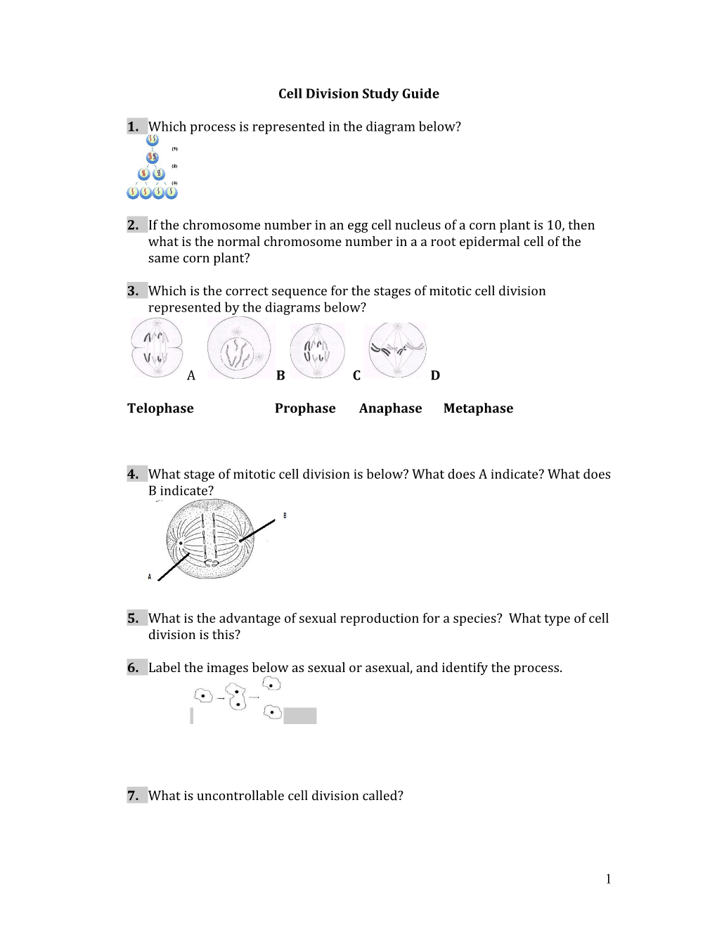 Cell Division Study Guide