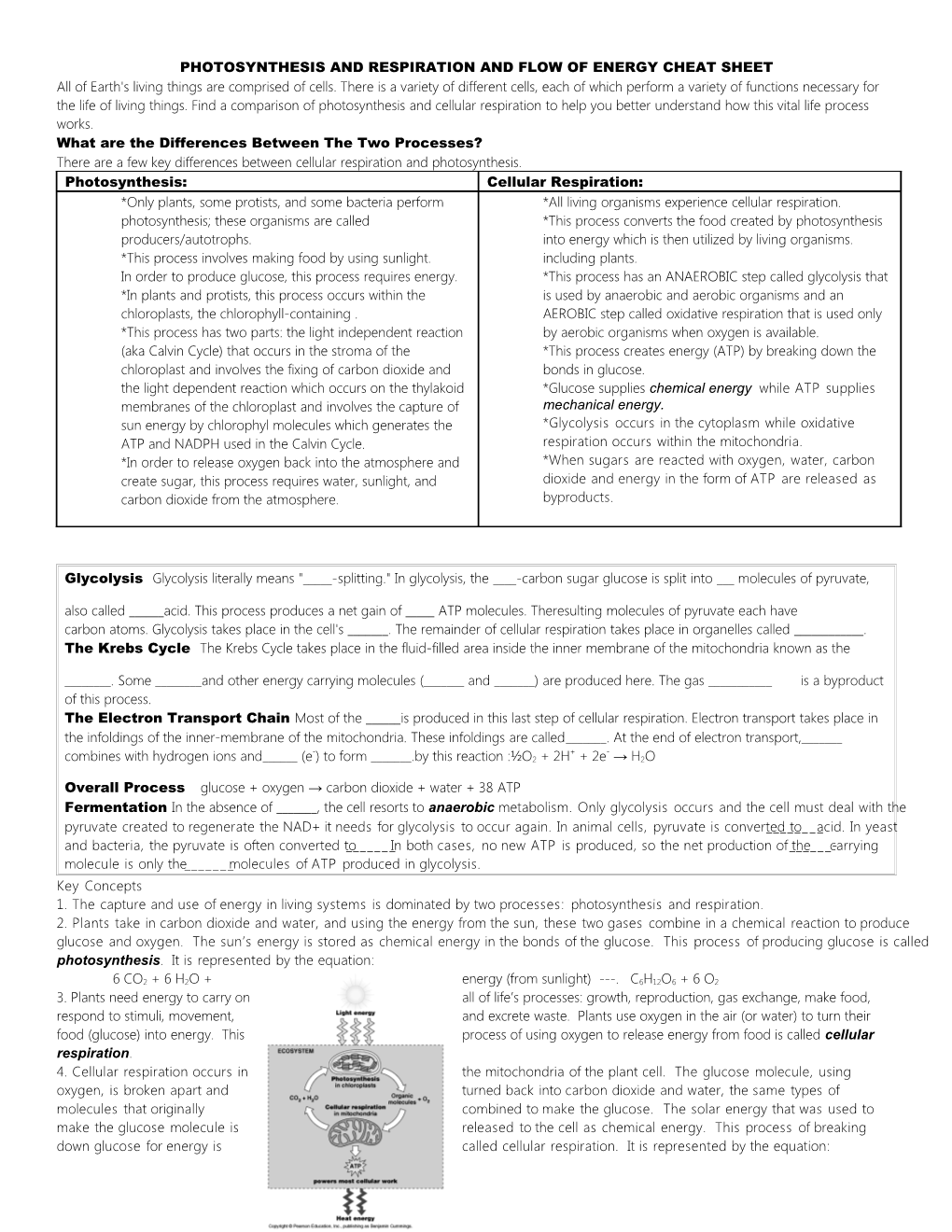 Photosynthesis and Respiration and Flow of Energy Cheat Sheet