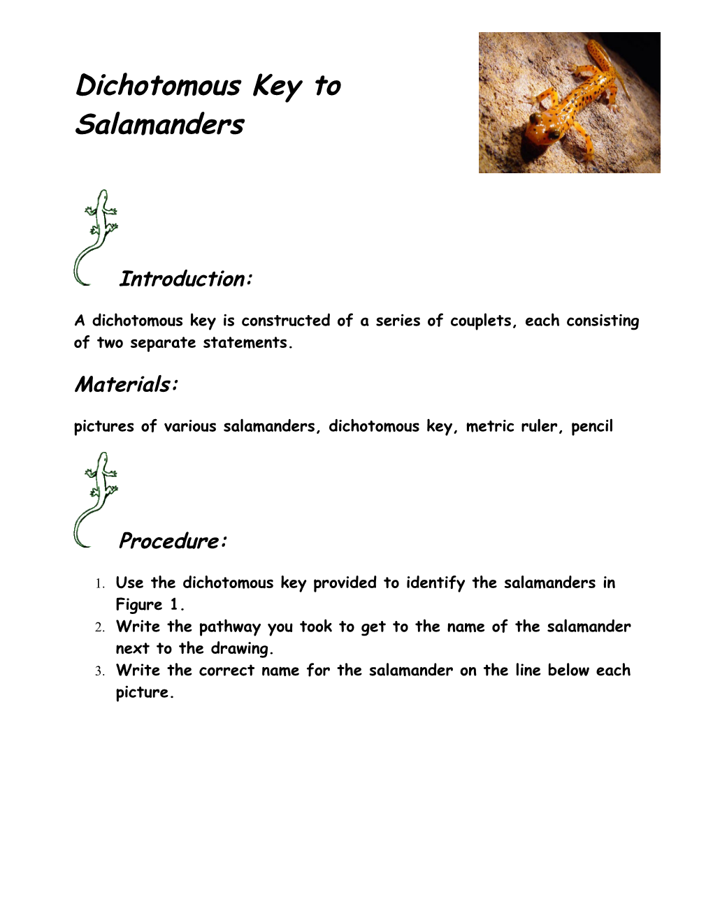 Dichotomous Key to Salamanders