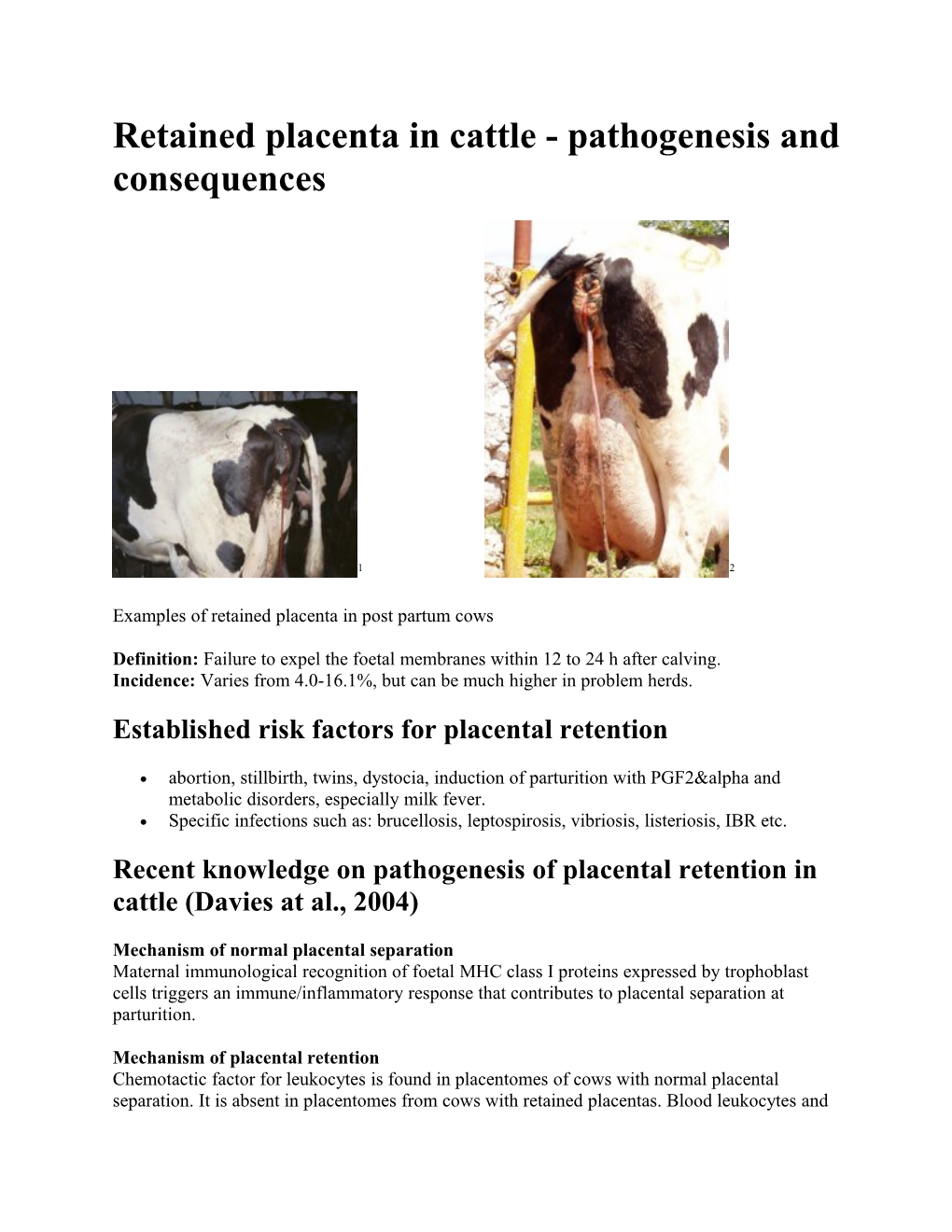 Retained Placenta in Cattle - Pathogenesis and Consequences